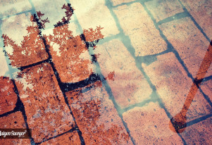 A Tricky Solid Ground | Fall WallPapers