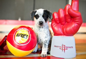 Houston Rockets Puppy Photo Shoot