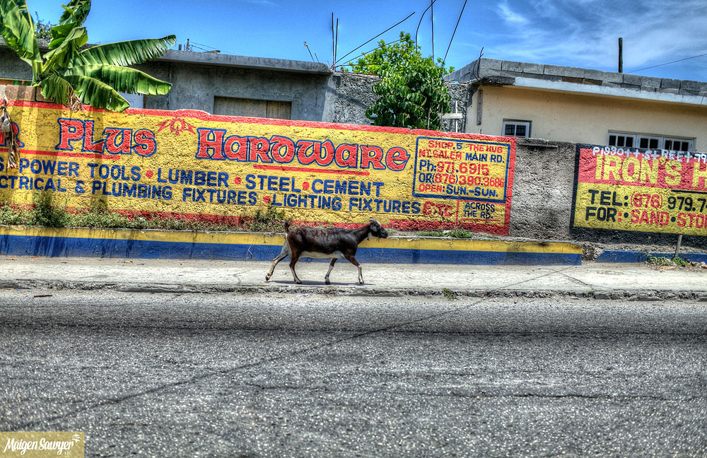 jamaica-goats-in-streets